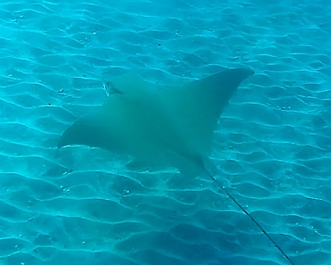 Raya aguila, Eagle Ray in Gran Canaria